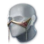 Anguish Helm