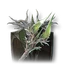 Unyielding Mace