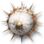 Black Claw Orb