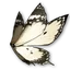 Saffron Spring Butterfly Wings