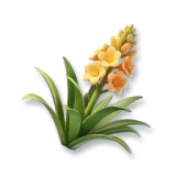 Agave