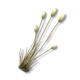 Flufftail Grass