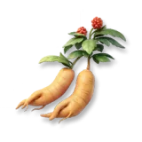 Ginseng