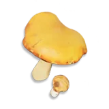 Рыжешляпник