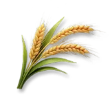 Wheat